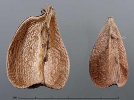  fruit sections, inner surface; photo by Christina Southwick 
