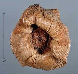  immature fruit with overlapping bracts, stem end view; photo by Christina Southwick 
