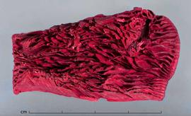  fungal fruiting body, dyed pink, bottom surface; photo by Christina Southwick 
