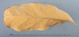  leaf, lower surface; photo by Christina Southwick 
