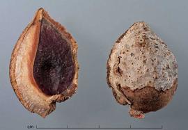  fruit halves, inner surface (left) and outer surface (right); photo by Christina Southwick 
