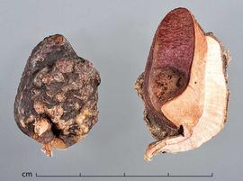  fruit halves, outer surface (left) and inner surface (right); photo by Christina Southwick 
