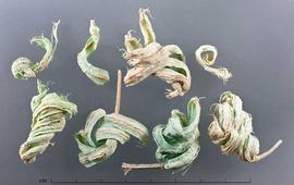  fruit pieces, dyed green; photo by Christina Southwick 
