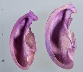  fruit segments, dyed purple, inner surface; photo by Christina Southwick 
