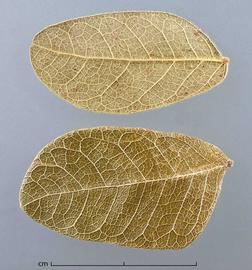  leaflets, lower surface (top) and upper surface (bottom); photo by Christina Southwick 
