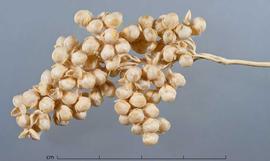  fruiting inflorescene, close-up; photo by Christina Southwick 
