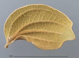  leaf, lower surface; photo by Christina Southwick 
