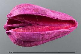  fruit, dyed pink, lateral view; photo by Christina Southwick 
