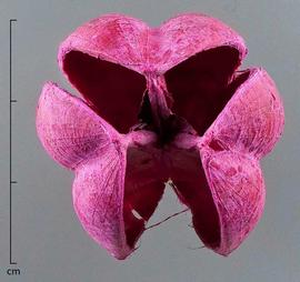  fruit, dyed pink, top view; photo by Christina Southwick 
