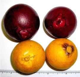  fruits, dyed red and yellow; photo by Indira Singh 
