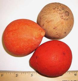  whole fruits, two dyed orange; photo by Indira Singh 
