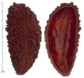  split fruit, showing outer (left) and inner (right) surfaces; photo by Lyndon Photography 
