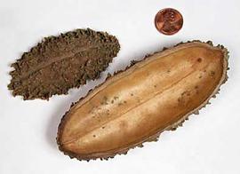  split fruits, showing outer (left) and inner (right) surfaces; photo © The Lebermuth Company, Inc. 
