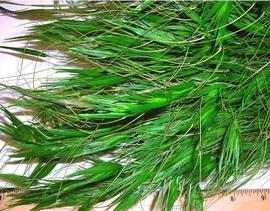  fruiting inflorescences, dyed green; photo by Indira Singh 
