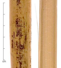  stems, close-up, outer surface (left) and inner surface (right); photo by Lyndon Photography 
