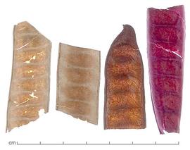  immature fruit pieces, left two bleached, right one dyed pink; photo by Lyndon Photography 
