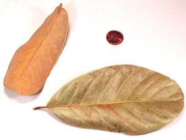  leaves, lower surface (left) and upper surface (right); photo © The Lebermuth Company, Inc. 
