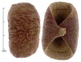  fruit capsule segments, close-up; photo by Lyndon Photography 
