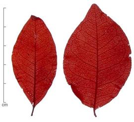  leaves, dyed red; photo by Lyndon Photography 
