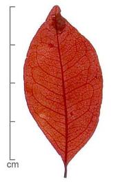  leaf, dyed red; photo by Lyndon Photography 
