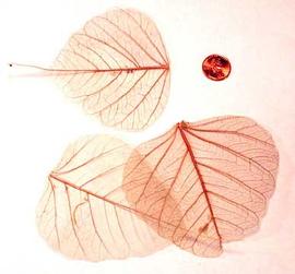  three skeletonized leaves; photo © The Lebermuth Company, Inc. 
