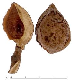  fruit halves, inner surface (left) and outer surface (right); photo by Lyndon Photography 
