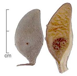  fruits, outer surface (left) and inner surface (right); photo by Lyndon Photography 
