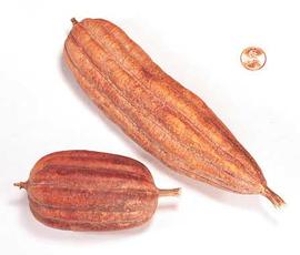  whole fruits, dyed orange; photo © The Lebermuth Company, Inc. 
