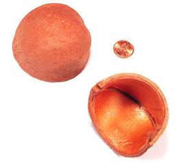  fruit, dyed orange, exterior (top) and interior (bottom); photo © The Lebermuth Company, Inc. 
