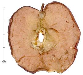  slice from center of fruit parallel to stem; photo by Lyndon Photography 
