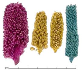  fruiting inflorescences, dyed various colors; photo by Lyndon Photography 
