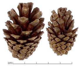  cones, lateral view; photo by Lyndon Photography 
