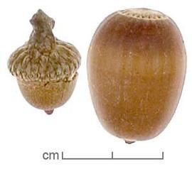  fruits, lateral view, with cup (left) and without (right); photo by Lyndon Photography 
