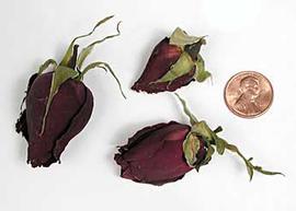  medium-sized red flower buds; photo © The Lebermuth Company, Inc. 
