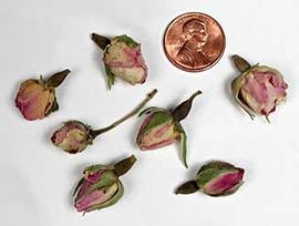  small pink flower buds; photo © The Lebermuth Company, Inc. 
