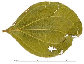  leaf, upper surface; photo by Lyndon Photography 
