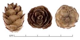  cones, lateral (left), top (center) and stem-end (right) views; photo by Lyndon Photography 
