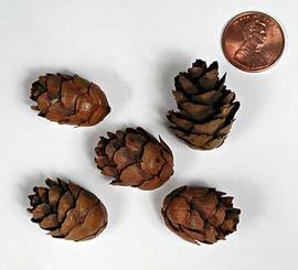  cones; photo © The Lebermuth Company, Inc. 
