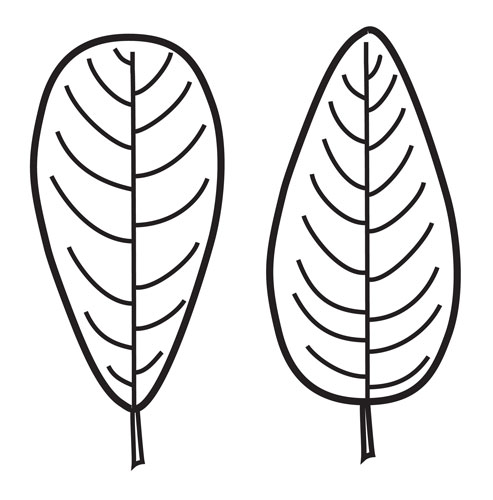 egg-shaped leaf