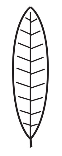 lance-shaped leaf