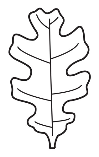 lobed leaf