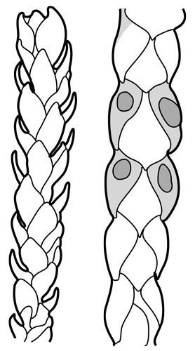 scale-like leaf