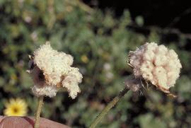  floral heads with the hairy achenes still attached; photo by Fred Hrusa: copy; 2001 CDFA 