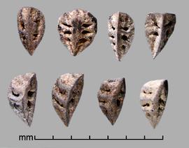  ventral view (top) and lateral view (bottom) of seeds 