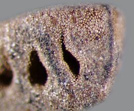  surface detail of seed 