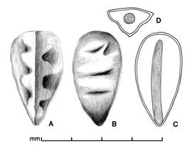  Andash;B, seed in two views; C, longitudinal section of seed showing embryo; D, transection of seed; drawing by Lynda E. Chandler 