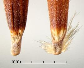  dorsal view of primary floret bases 