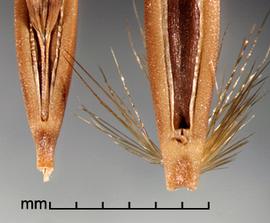  pegged bases of secondary florets 