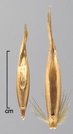  secondary florets in ventral view 