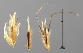  spikelet (left), floret (middle), attached pair of florets (right) 